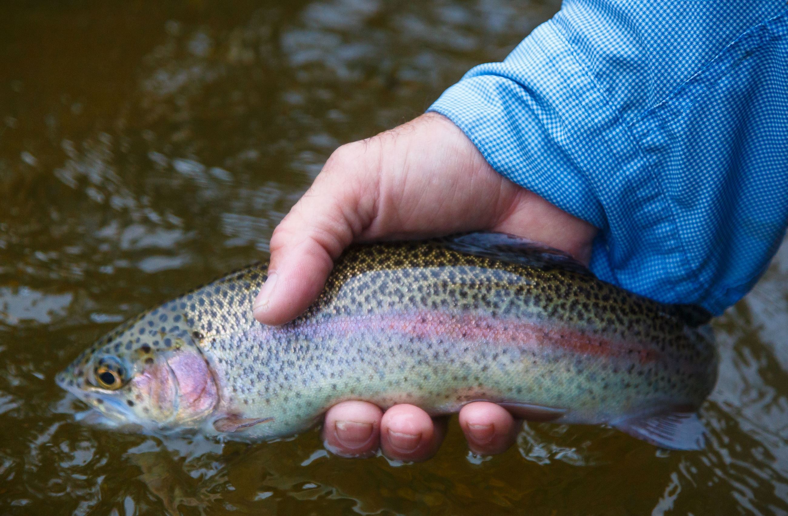 Rainbow Trout